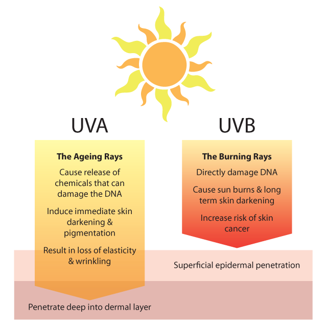 Sun Exposure and Skin Damage - BeautéScience